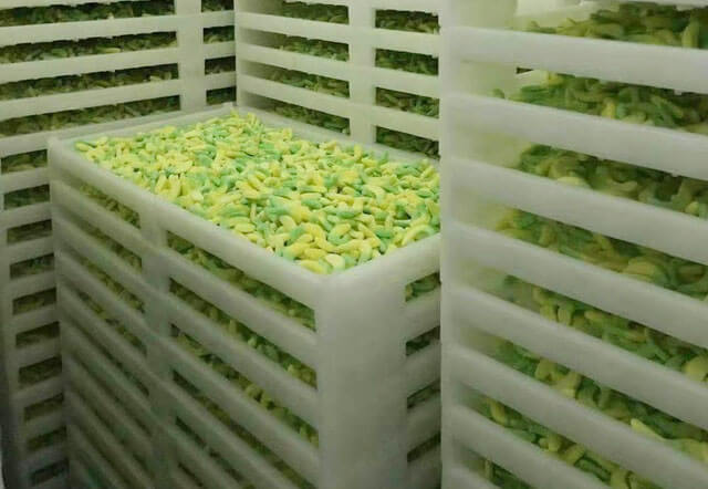 gummy in drying room